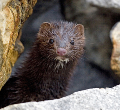 mink animal